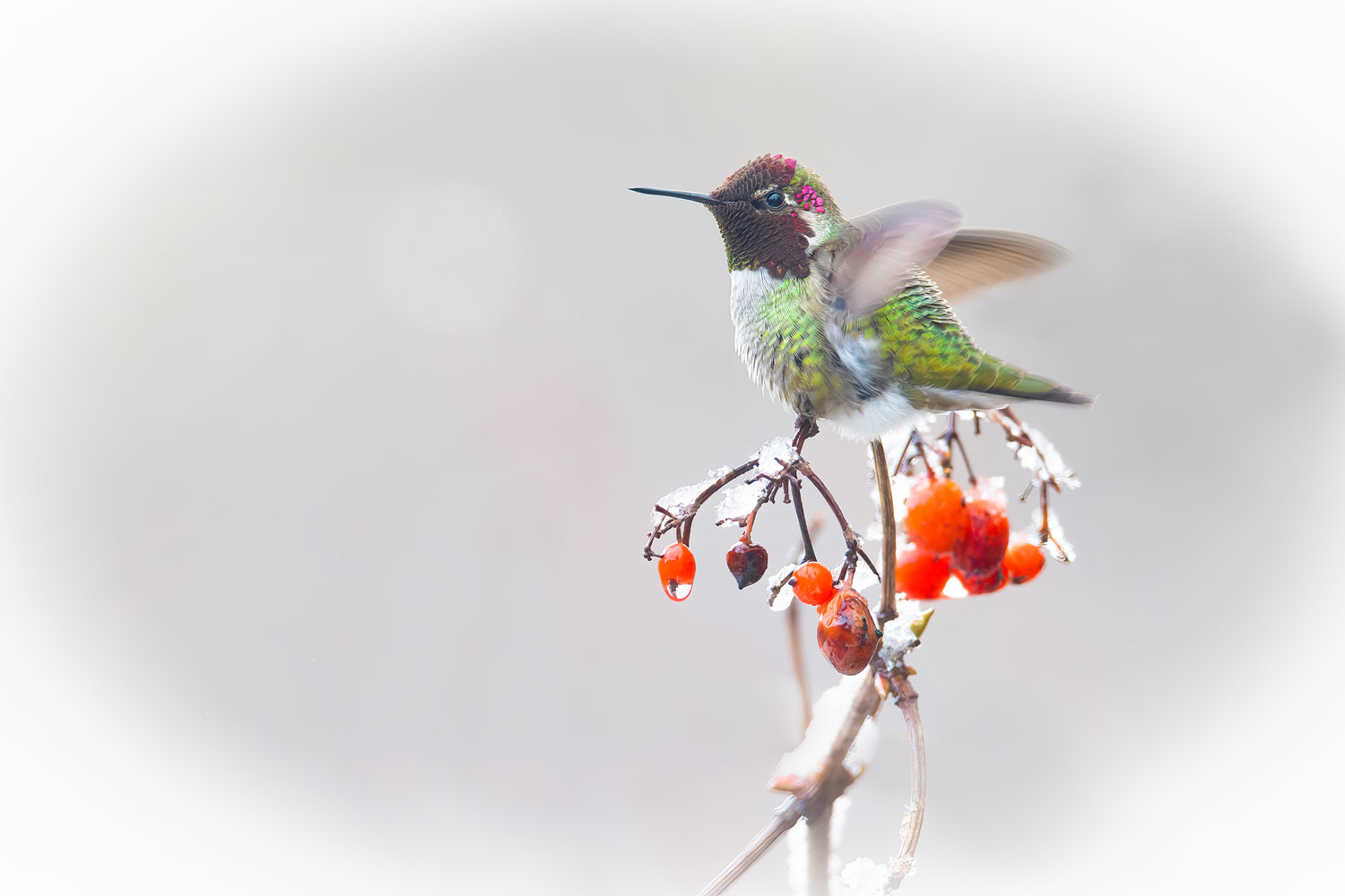 This is a male Anna's Hummingbird, seen in winter in Thurston County.